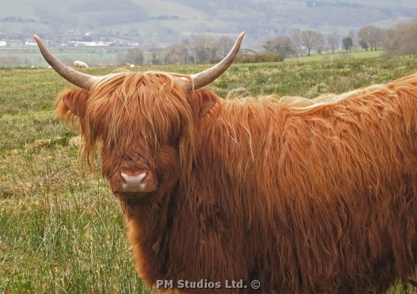 Highland cattle: a side view 