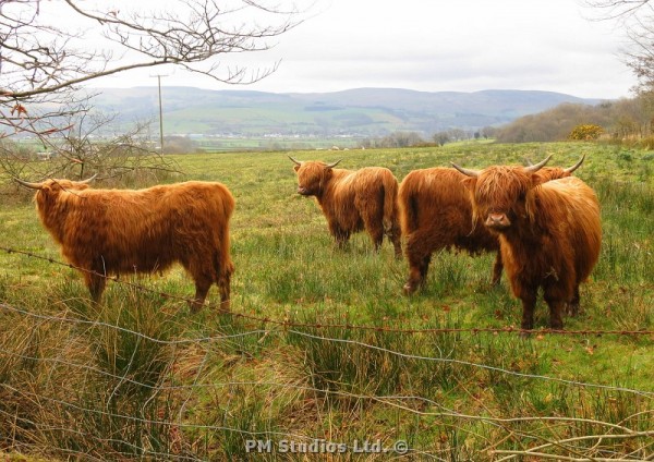 A small group of highland cattle