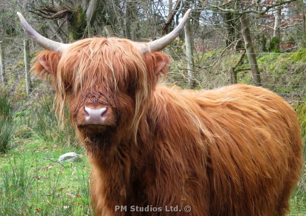 Highland Cattle: a portrait