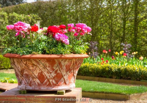 A display of Ranunculus