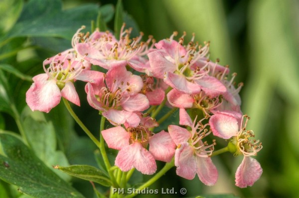 pink hawthorn blossom