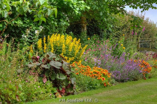 Flower bed near the chicken runs.