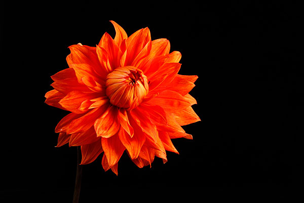 orange dahlia