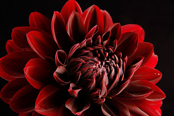 dark red dahlia