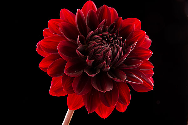 backlight dark red dahlia