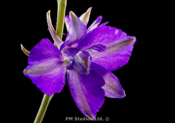 blue flower in the studio