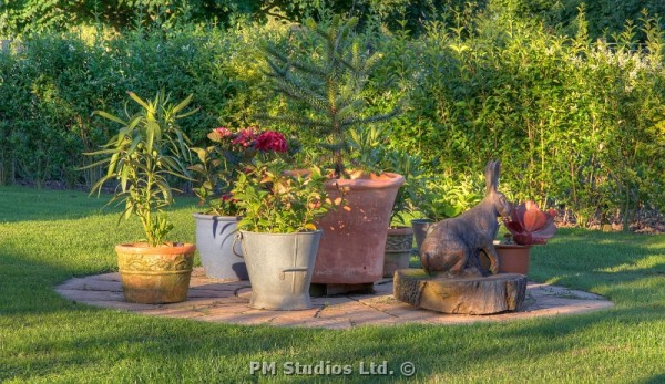 evening sunlight on potted display