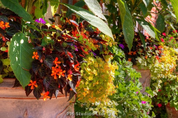 flower display