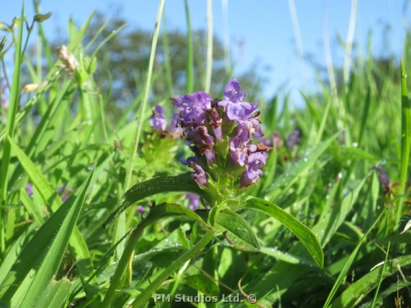 self-heal