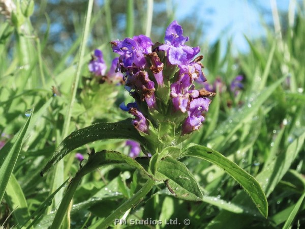 self heal