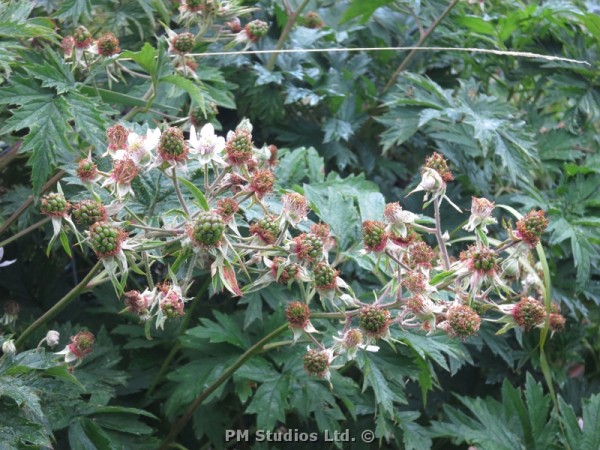 developing blackberries