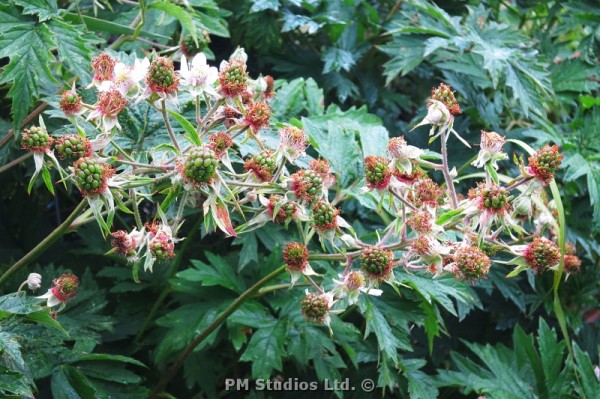 developing blackberries