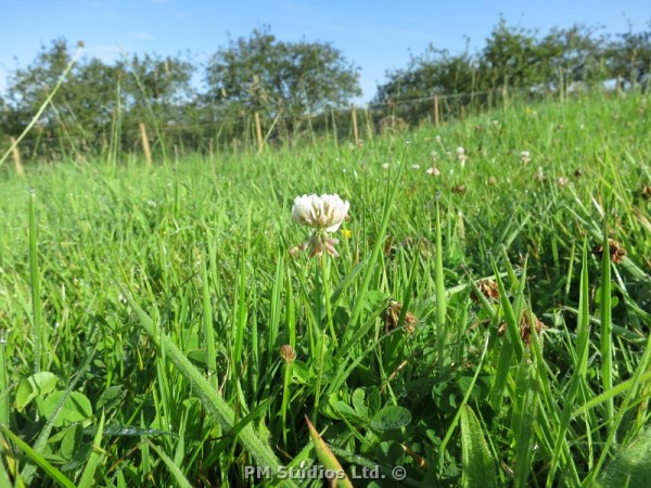 White clover