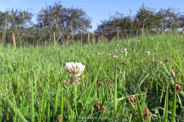 white clover