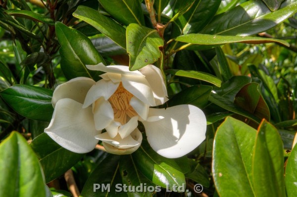 magnolia flower