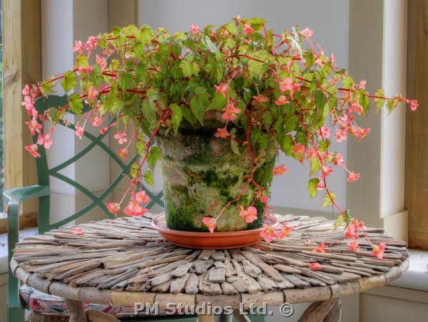 begonia on driftwood table