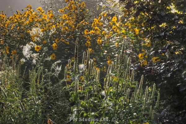 Dew on spiders webs and plants