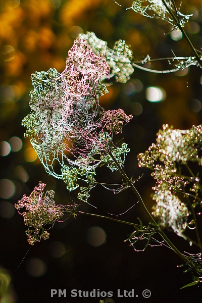 light refracting on the webs