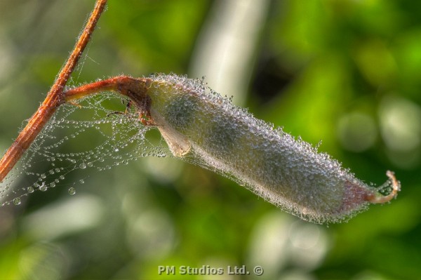 dew on sweet pea