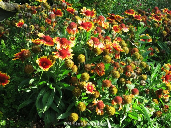 end of season flowers