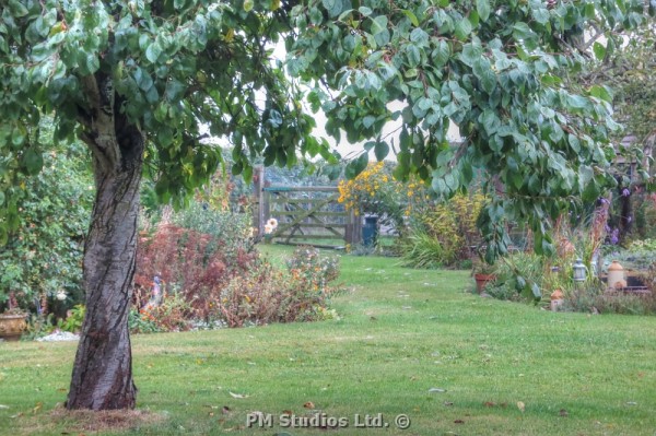 view of garden - overcast