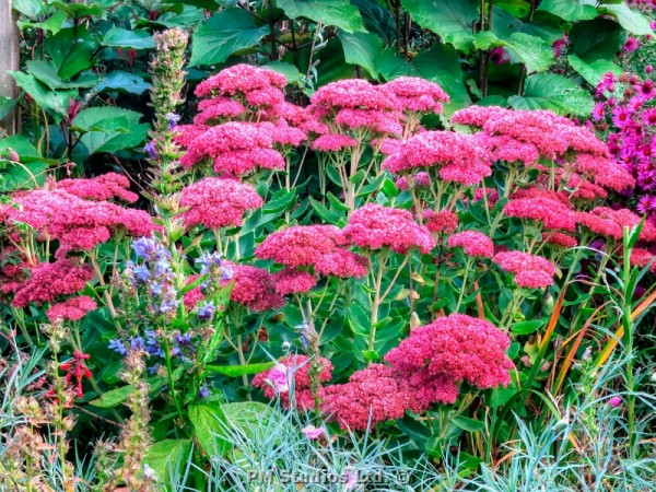 sedum autumn joy