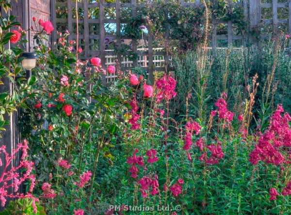 Roses and Penstemon