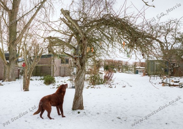 Dog looking up at pork scraps in the tree