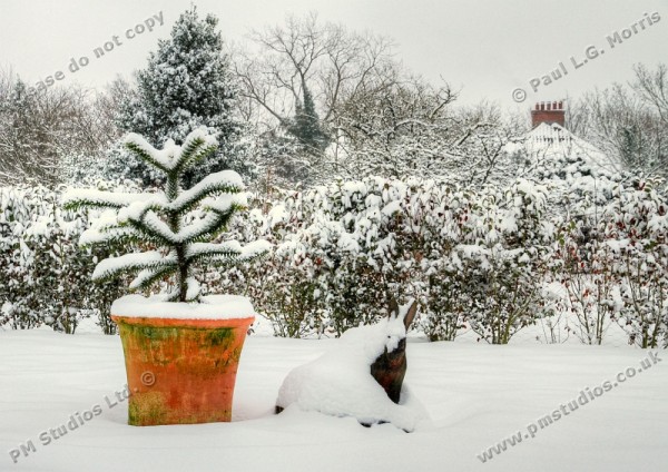 tree and hare