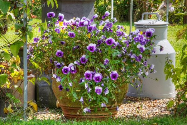 Pot of pansies