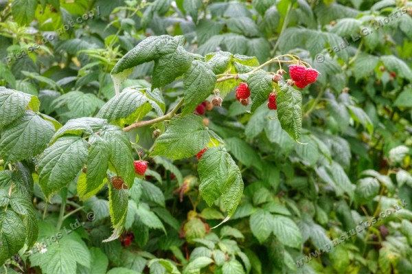 A wide view of ripe raspberries growing on the plant