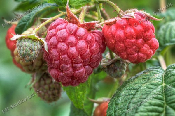 close up of raspberries on the plant.