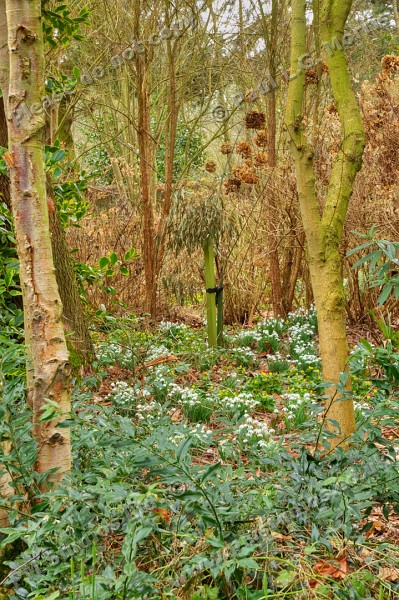 Winter woodland view