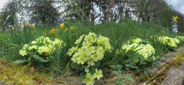 Primulas in a panoramic view