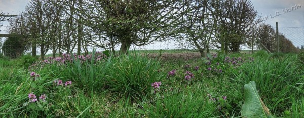 Weeds in a panorama