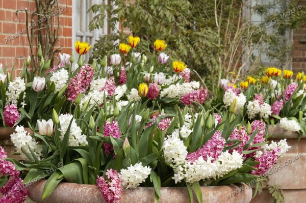 Hyacinths in the dutch garden