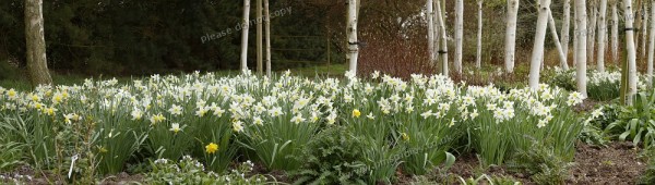 Daffodils panorama