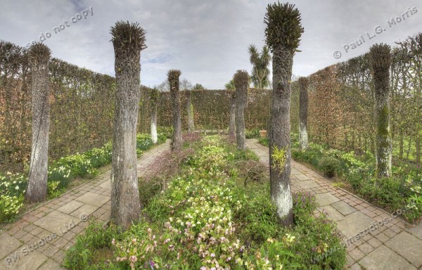 view of tree ferns