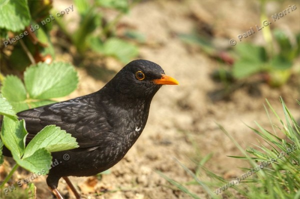 Blackbird coming out of the strawberry bed