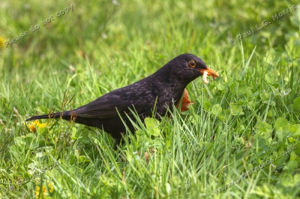 Blackbird collecting grubs and insects for its young