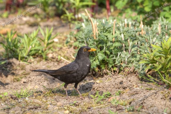 Blackbird with food in its beak