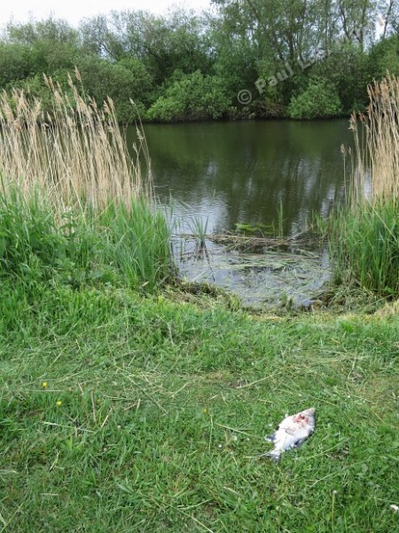 location of fish remains