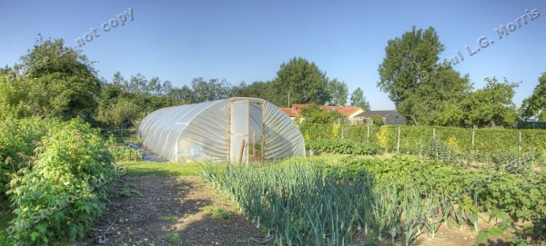 veg plot and polytunnel