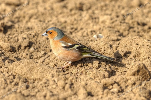 chaffinch on the soil