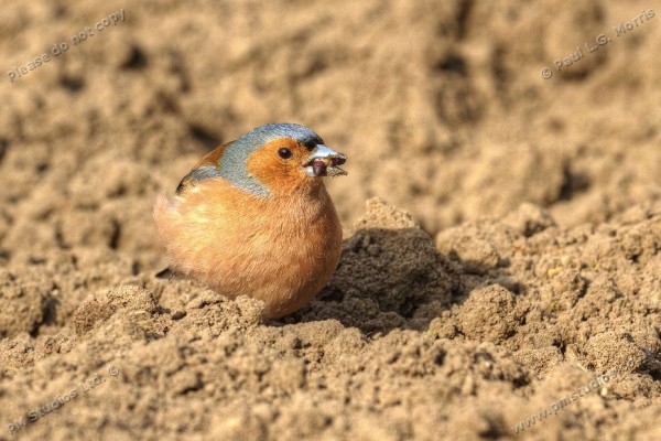 chaffinch eating a grub