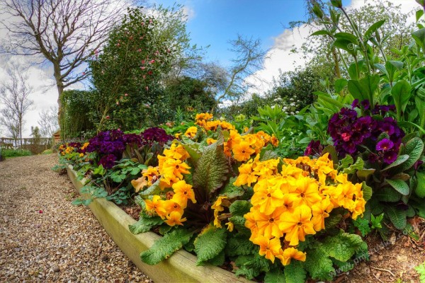 polyanthus in a border