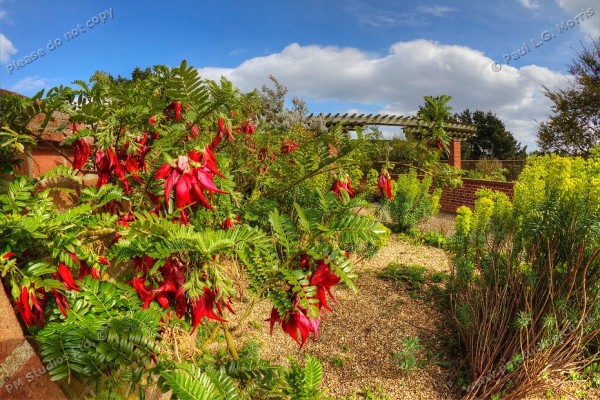 Clianthus in flower in the Mediterranean Garden