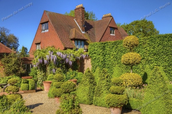 wisteria in the dutch garden