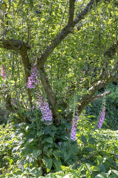 pink foxglove