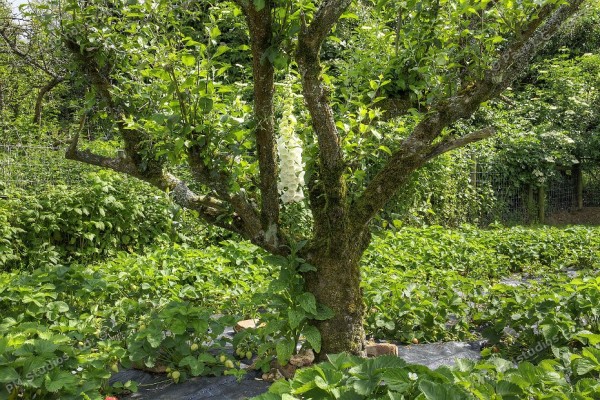 white foxglove